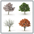 Four trees represent the four seasons